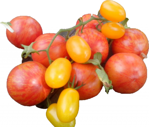 Чери домат шарен клонка