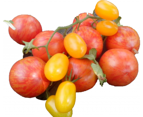 Чери домат шарен клонка Чери домат шарен клонка