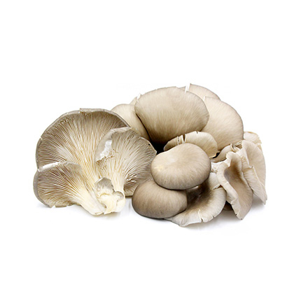 Гъба Кладница